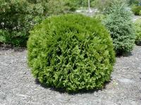 Туя западная Thuja occidentalis Woodwardii