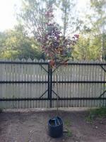 Клен остролистный (Acer platanoides Faassens Black Н12-15 м) 300cm C40