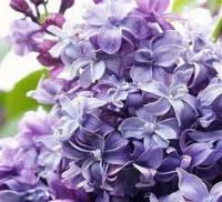 Сирень (Syringa 