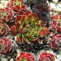 Молодило Sempervivum Cassiopea