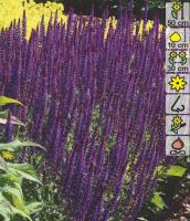 Шалфей Salvia Nemorosa Blue H=50cм