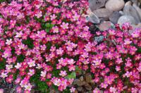 Камнеломка Арендса Saxifraga arendsii 'Purple Robe' (пурпурно-алая,V-VI,Н=15/10см)