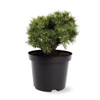 Сосна горная Бенджамин (Pinus mugo Benjamin