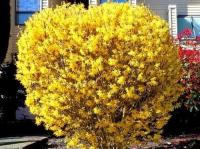 Форзиция яйцевидная Forsythia ovata