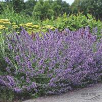 Котовник фассена Nepeta x faassenii 'Walkers Low' (синий,VI-IХ,Н=45см)