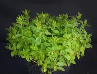 Мята мексиканская или Лофант барбери (Agastache barberi)