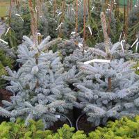 Ель колючая Picea Pungens 'Erich Frahm' (V.5л.Н30-40) Н-5м В-3,5м