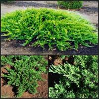 Можжевельник казацкий (Juniperus sabina Rockery Gem C10 40-60)Н=0,4м,В=1,5м,хв.сине-зелёная