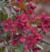 Malus Helena