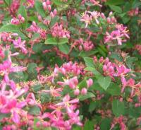 Жимолость татарская (Lonicera tatarica Rosea)