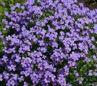 Обриета дельтовидная 'Cascade Blue'