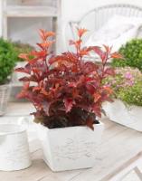 Пузыреплодник калинолистный (Physocarpus opulifolius Little Angel) С1,5