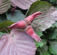 Лещина крупная (Corylus maxima Purpurea)