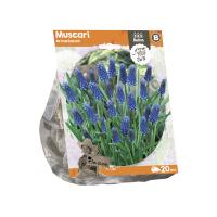 Мускари Muscari Armeniacum (Sp) per 20