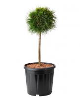 Сосна горная Варелла на штамбе 50см (Pinus mugo Varella)