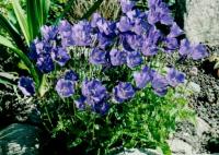 Колокольчик карпатский (синий,VI-VIII,Н=20см) Campanula carpatica 'Blue Clips'