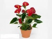 Антуриум Anthurium Саксесс Ред