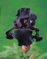 Ирис барадатый Black Dragon Н=60см