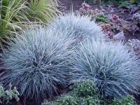 Овсяница голубая Festuca Glauca / A1 510