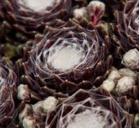 Молодило (Sempervivum Orion)