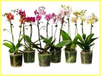 Орхидея Phalaenopsis Mix 1-2 Tak 12/50