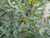 Elaeagnus commutata Лох серебристый (цв.сереб-жёлт,Н=3м,В=1,5м,лист серебристый)
