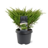 Можжевельник горизонтальный (Juniperus horizontalis 'Andorra Compact'