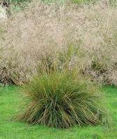 Луговик дернистый Щучка (Deschampsia cespitosa `Bronzeschleier`) С5
