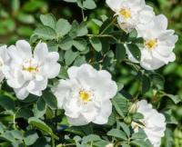 Роза морщинистая (Rosa rugosa Alba Н-1,5м) П5