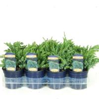 Можжевельник чешуйчатый Juniperus squamata 'Blue Carpet'