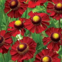 Гелениум (helenium Ruby Charm)