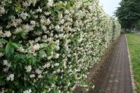 Lonicera caprifolium Жимолость каприфоль (Н=4-6м,цв.кремовые,VI,лист кожист,син-зел)