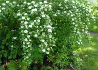 Physocarpus opulifolius 'Nanus'