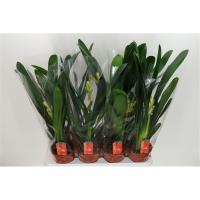 Кливия Clivia
