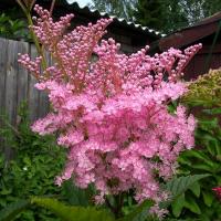 Лабазник красный Filipendula rubra 'Venusta Magnifica'' (розовый,душистый,VI-VII,Н=120-180см)