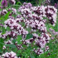 Душица обыкновенная Origanum vulgare (бледно-роз,сильный аромат,VII-IX,Н=50см)