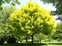 Клен остролистный (Acer platanoides 'Princeton Gold')