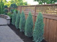 Можжевельник скальный (Juniperus scopulorum 'Blue Arrow')