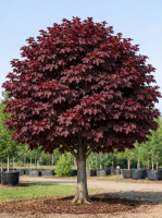 Клен остролистный Роял Ред (Acer platanoides Royal Red Н15 В8м) D8-10
