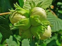 Лещина/Орешник обыкновенная (Corylus avellana BR 60-100 1+2 2-3-tak) C5