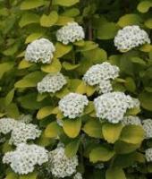 Спирея березолистная Тор Голд (Spiraea betulifolia Tor Gold цв. белые лист желт. В=0,8м) С3