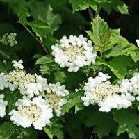 Viburnum opulus «Compactum»