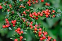 Кизильник горизонтальный (Cotoneaster horizontalis) С3