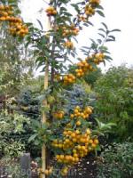 Яблоня декоротивная (Malus Golden Hornet BR/175-200 в С46) Д=6 В=6