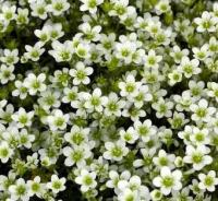 Камнеломка Арендса Saxifraga arendsii 'Highlander White '