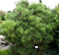 Сосна черная (Pinus nigra Nana) H=2.0 м
