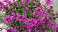 Тимьян ранний Thymus x praecox 'Pseudolanuginosus' (розовый, VI-VII,Н=5-8см)