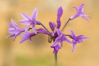 Тульбагия Tulbagia Palustris