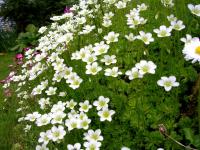 Камнеломка Арендса Grandiflora Alba (белая,V-VI,Н=15см)