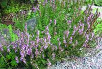 Иссоп лекарственный Hyssopus officinalis 'Roseus' (розовый,VII-IX,Н=30-40см)